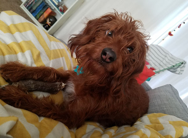 Beagle doodles best sale